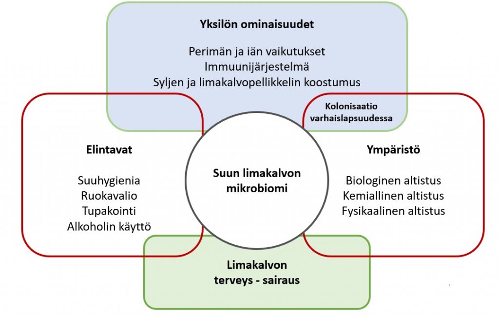 Biofilmi suun limakalvolla